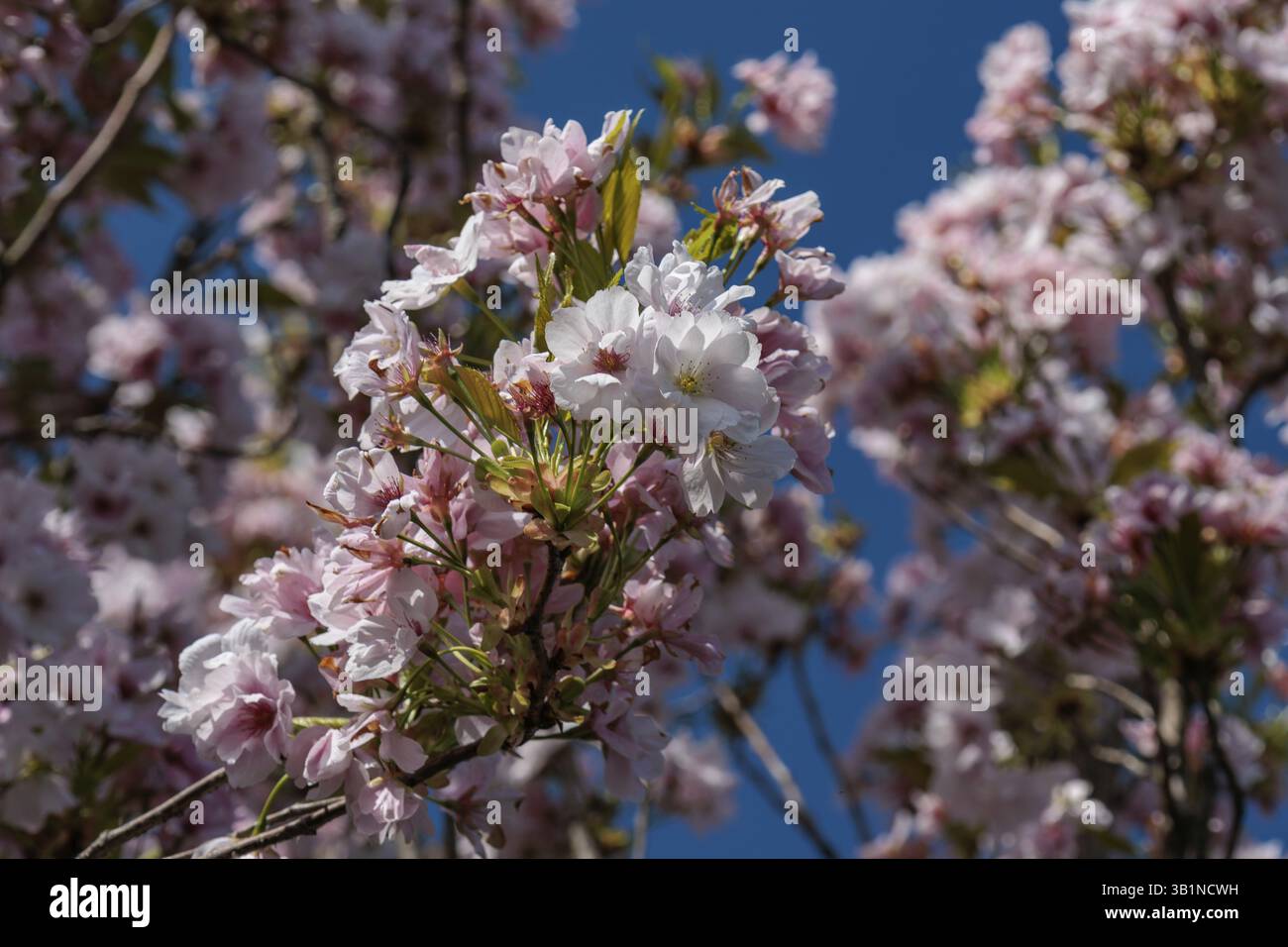 Fiori di ciliegio rosa sotto un cielo azzurro limpido in piena fioritura, vreden, muensterland, germania Foto Stock