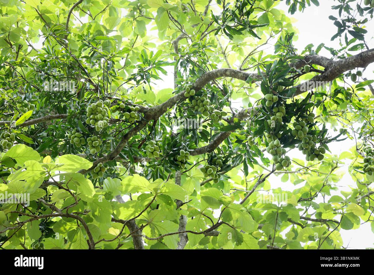 Paese, mango, selvaggio, mango, dolce, delicato, olfattivo, carnoso, succoso, verde, maturo, mucchi, cespugli, pensare, scuoiato, Mangifera, indica, Kerala, India, Foto Stock
