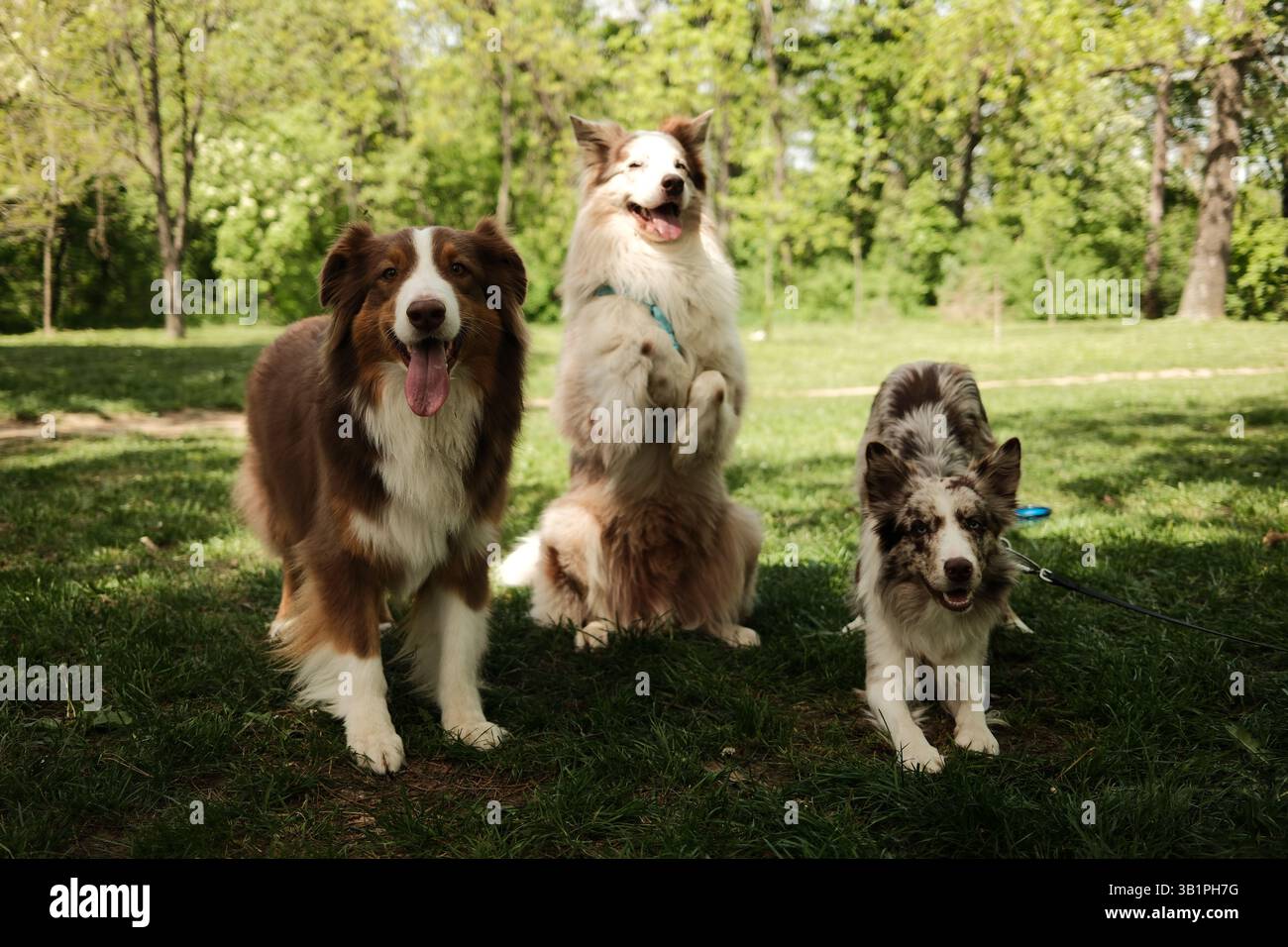 Tre cani giocosi - il pastore australiano marrone e due merle Border Collies rossi che posano insieme sull'erba verde nel parco, un cane che sta sul retro Foto Stock
