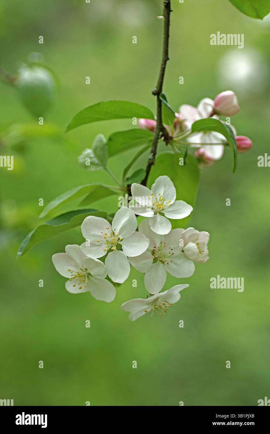 Fiori di Malus domestica "Butterball" Foto Stock