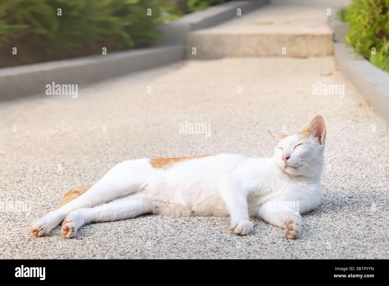 Un gatto bianco rilassato con toppe arancioni si trova comodamente su una pavimentazione liscia e illuminata dal sole. L'animale appare contento mentre si crogiola alla luce calda del sole, ey Foto Stock