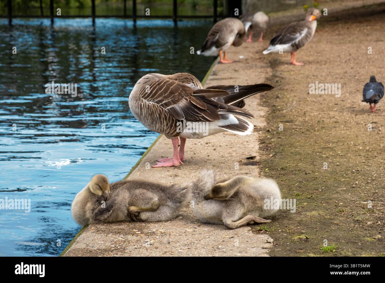 Anatre giovani e adulte che si rilassano vicino a uno stagno nel Regent's Park, Londra, in una giornata estiva Foto Stock