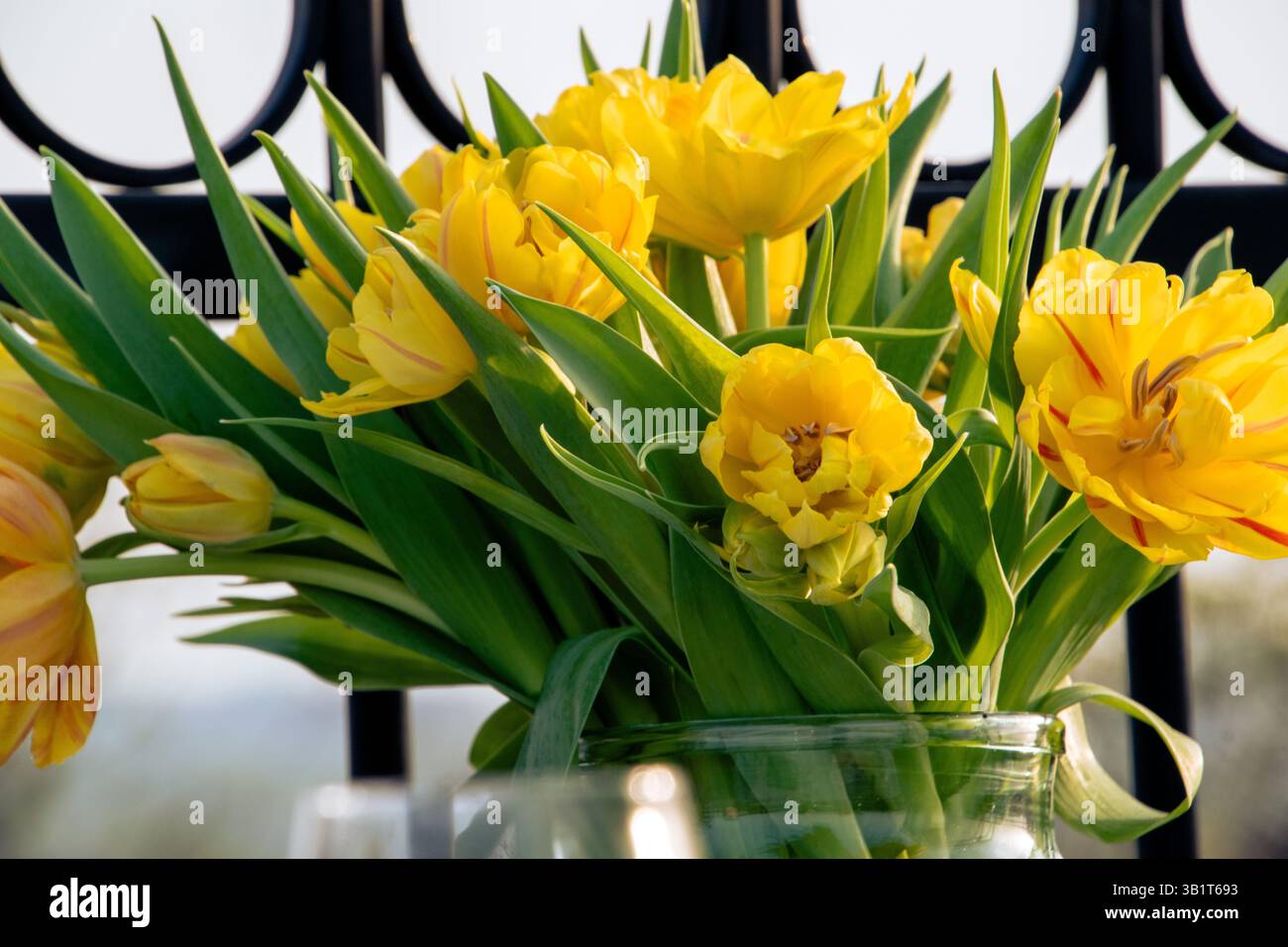 Bouquet di tulipani gialli sul tetto di Amsterdam in estate soleggiata Foto Stock