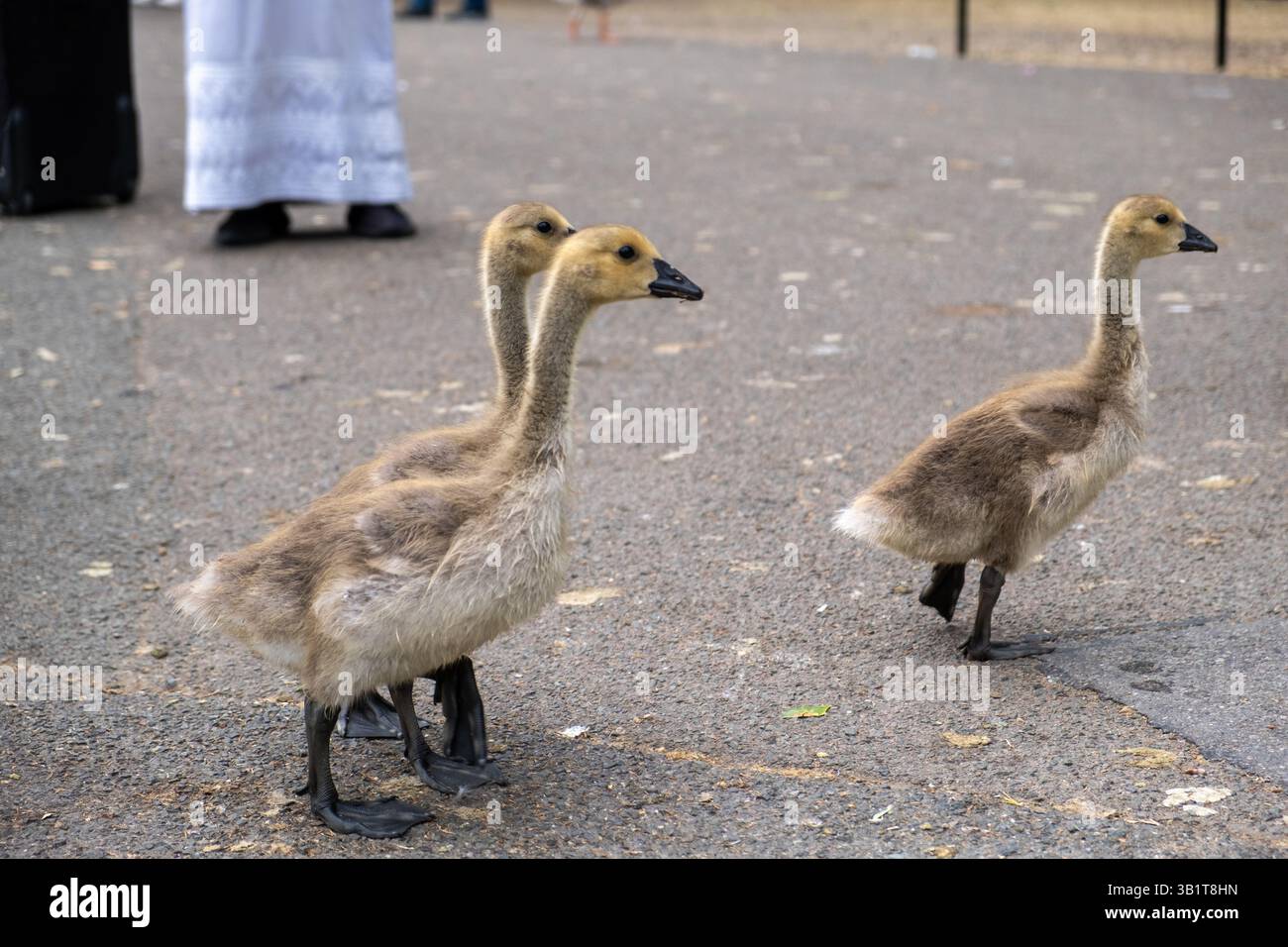 Tre anatre sul marciapiede nel Regent's Park, Londra Foto Stock