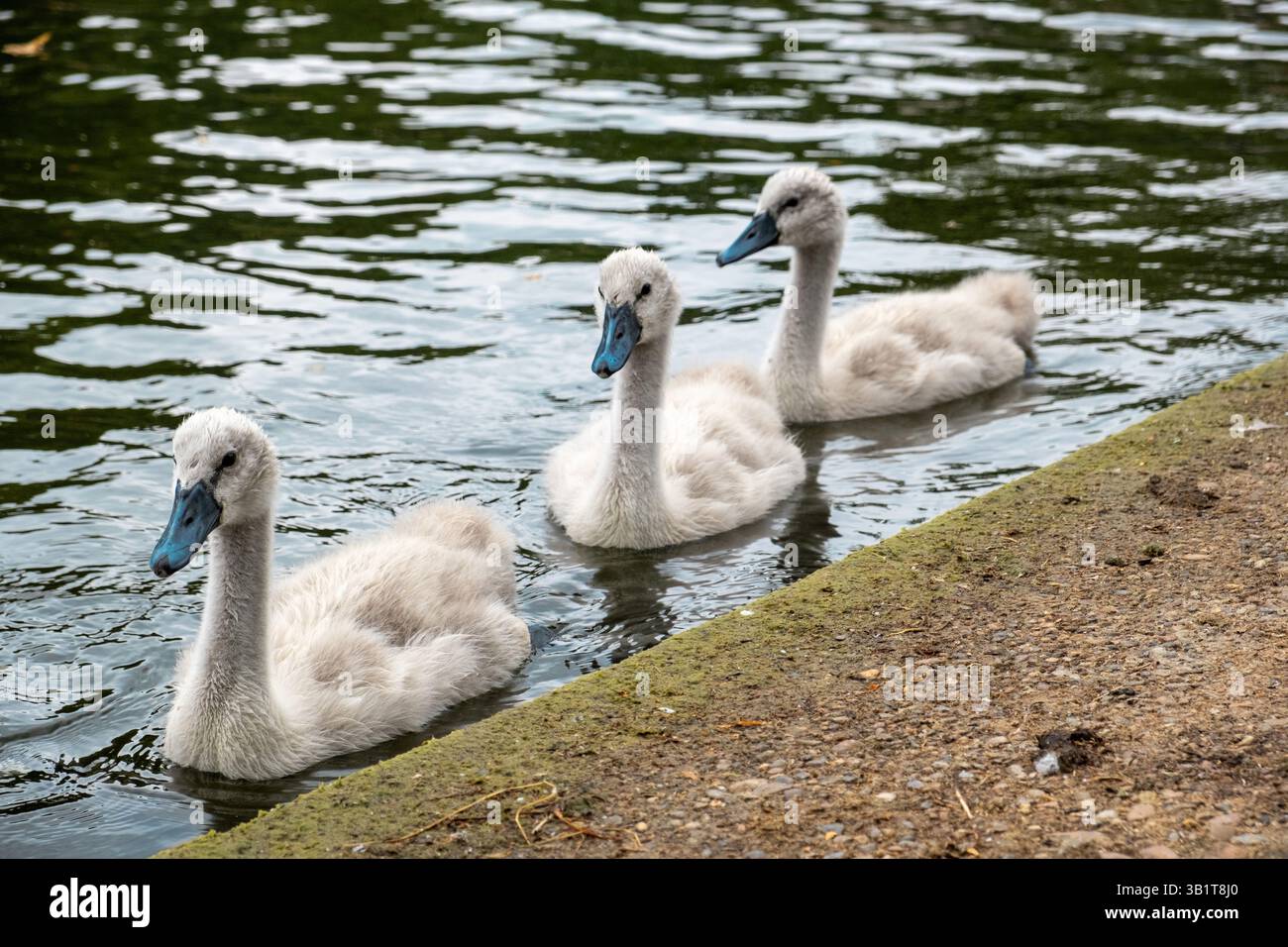 Cigni piccoli in uno stagno nel Regent's Park, Londra in estate Foto Stock
