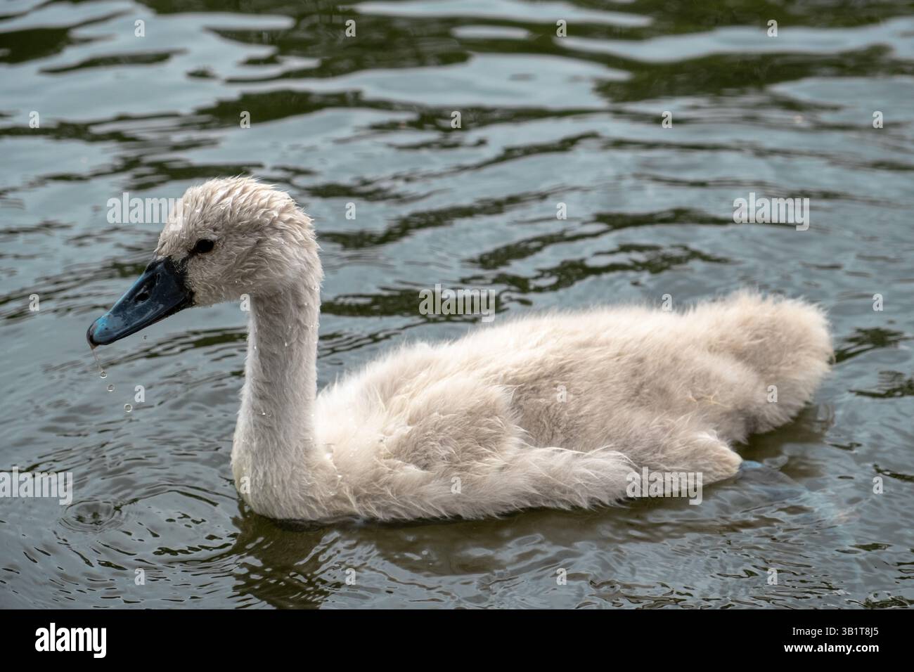 Il cigno bambino nuota in uno stagno nel Regent's Park, Londra in estate Foto Stock