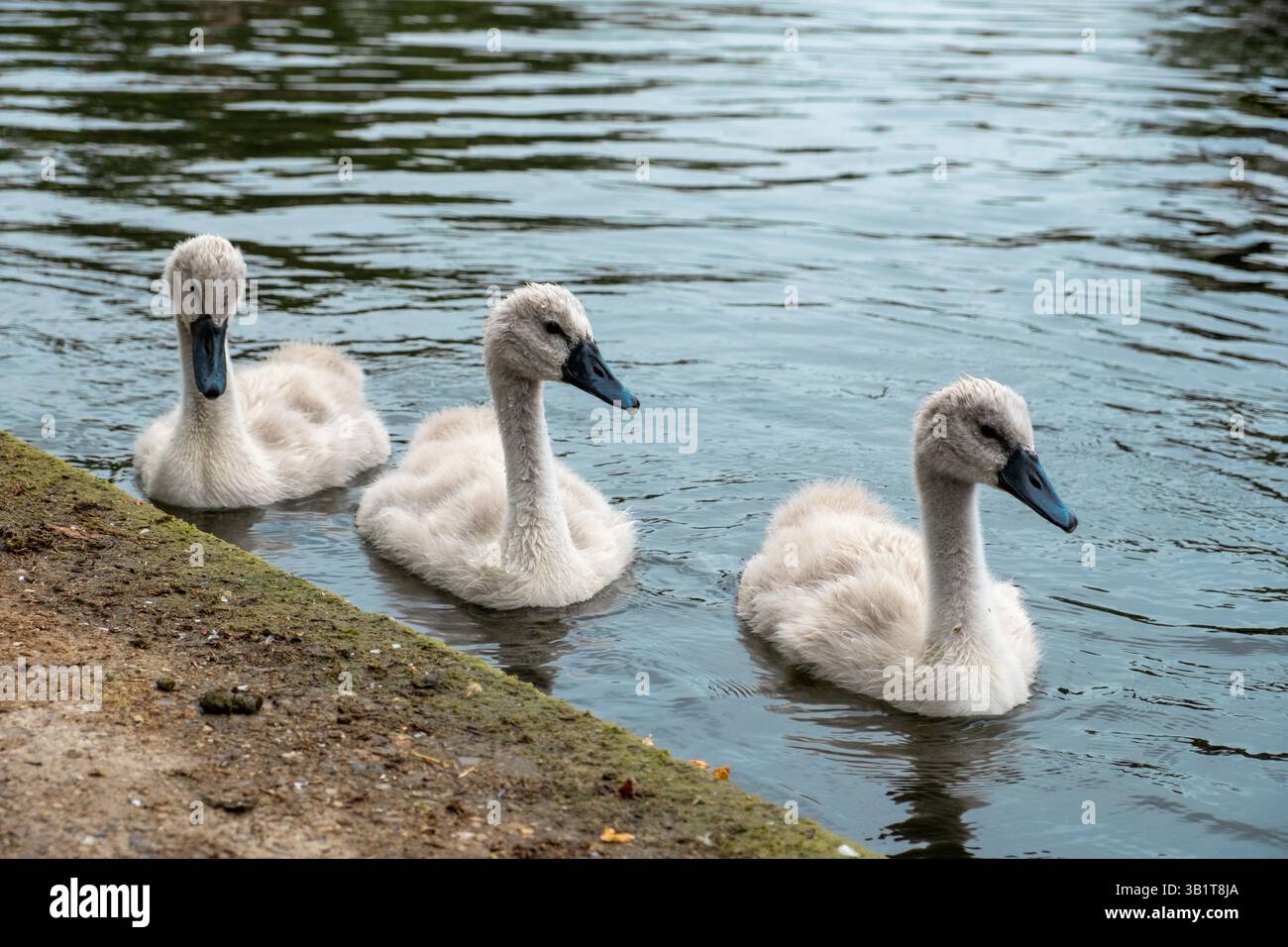 Cigni piccoli in uno stagno nel Regent's Park, Londra in estate Foto Stock