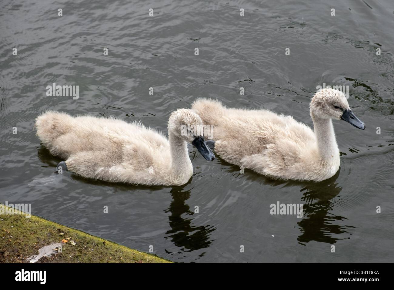 Cigni piccoli in uno stagno nel Regent's Park, Londra in estate Foto Stock