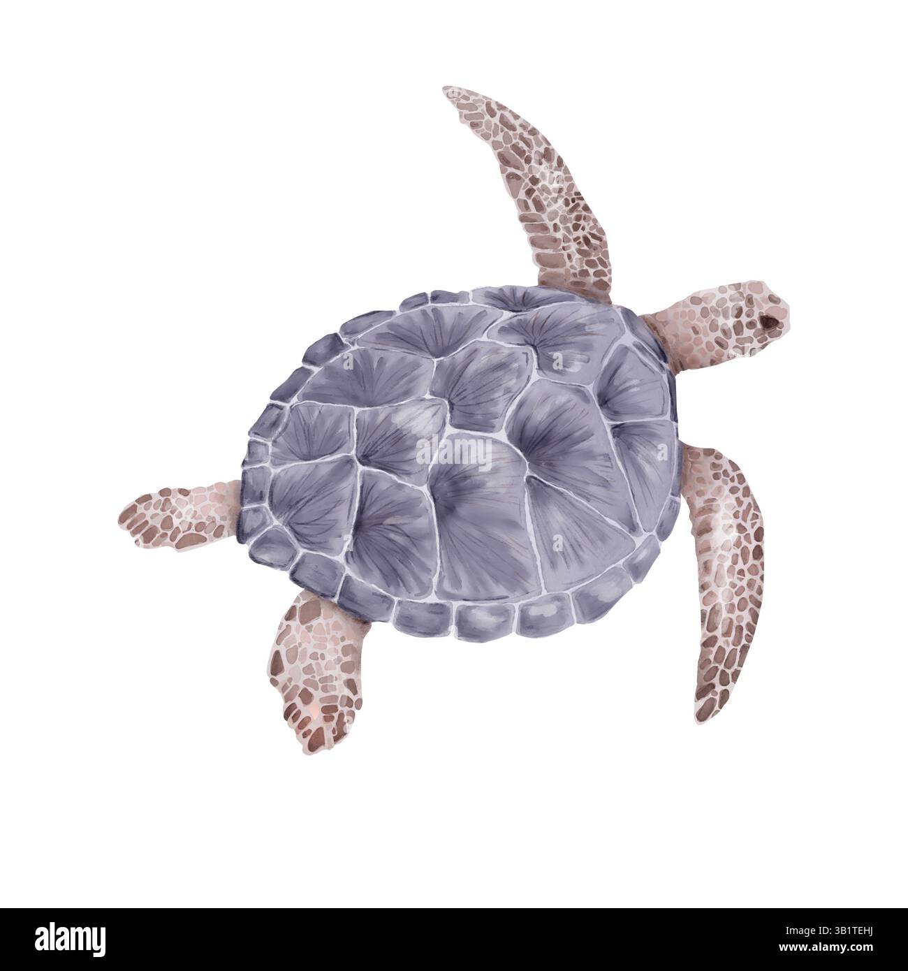 Tartaruga marina dei mari tropicali. Illustrazione acquerello. Un grande rettile respirabile all'aria con un guscio, isolato su sfondo bianco. Per stile nautico Foto Stock