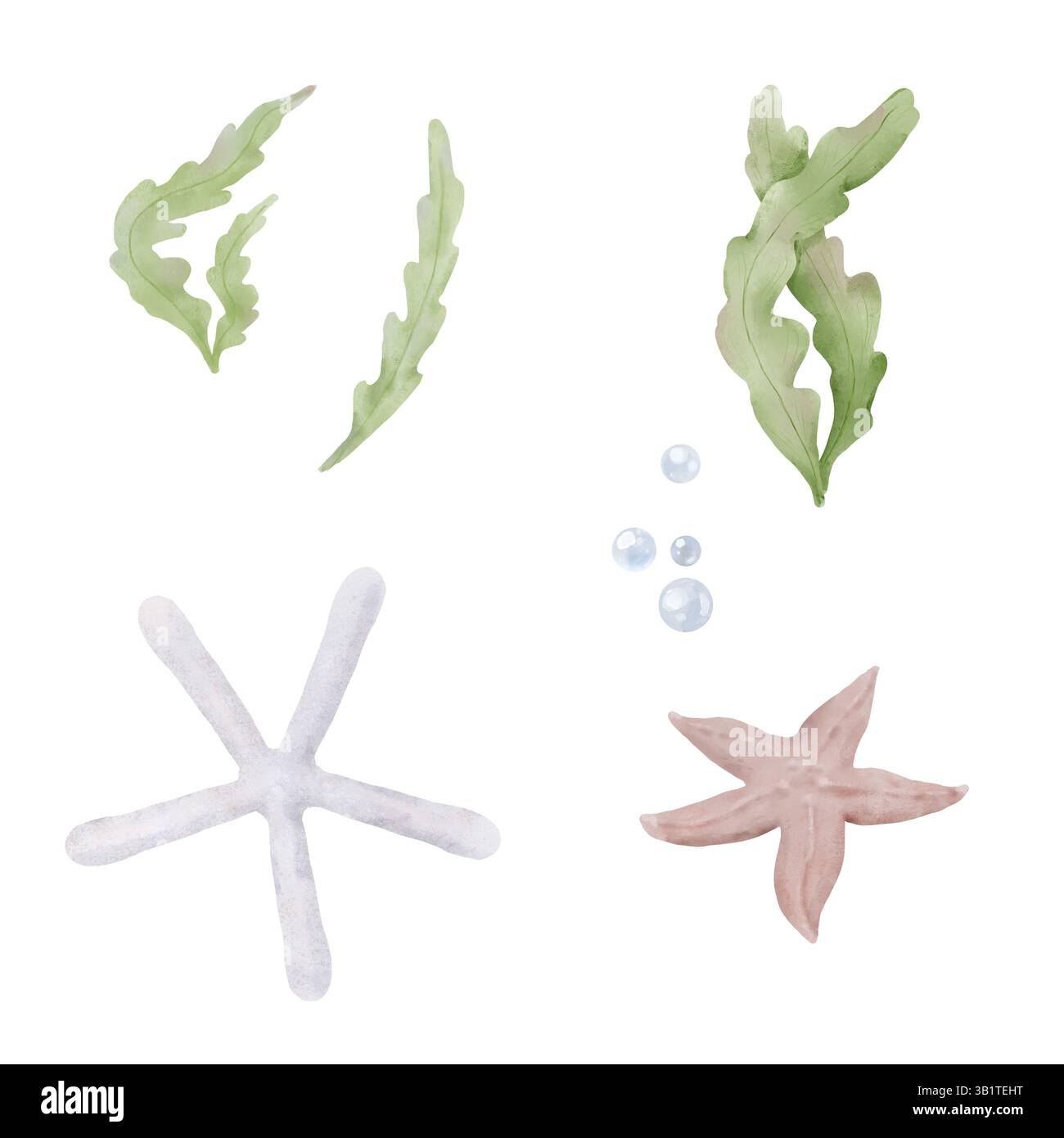 Stelle marine dal fondo dell'oceano e alghe verdi. Illustrazione acquerello. Una serie di alghe marine e bolle d'aria provenienti dal mondo sottomarino sono isolate su una W Foto Stock
