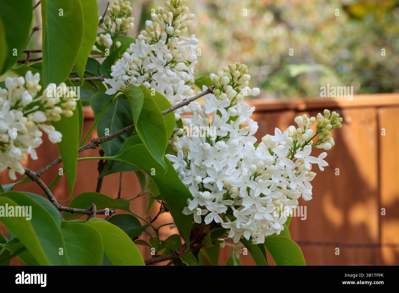 Lilac comune bianco Sydding vulgaris alba, fioritura primaverile bianco puro denso delicato fiori con forte profumo dolce foglie verde scuro a forma di lancia Foto Stock