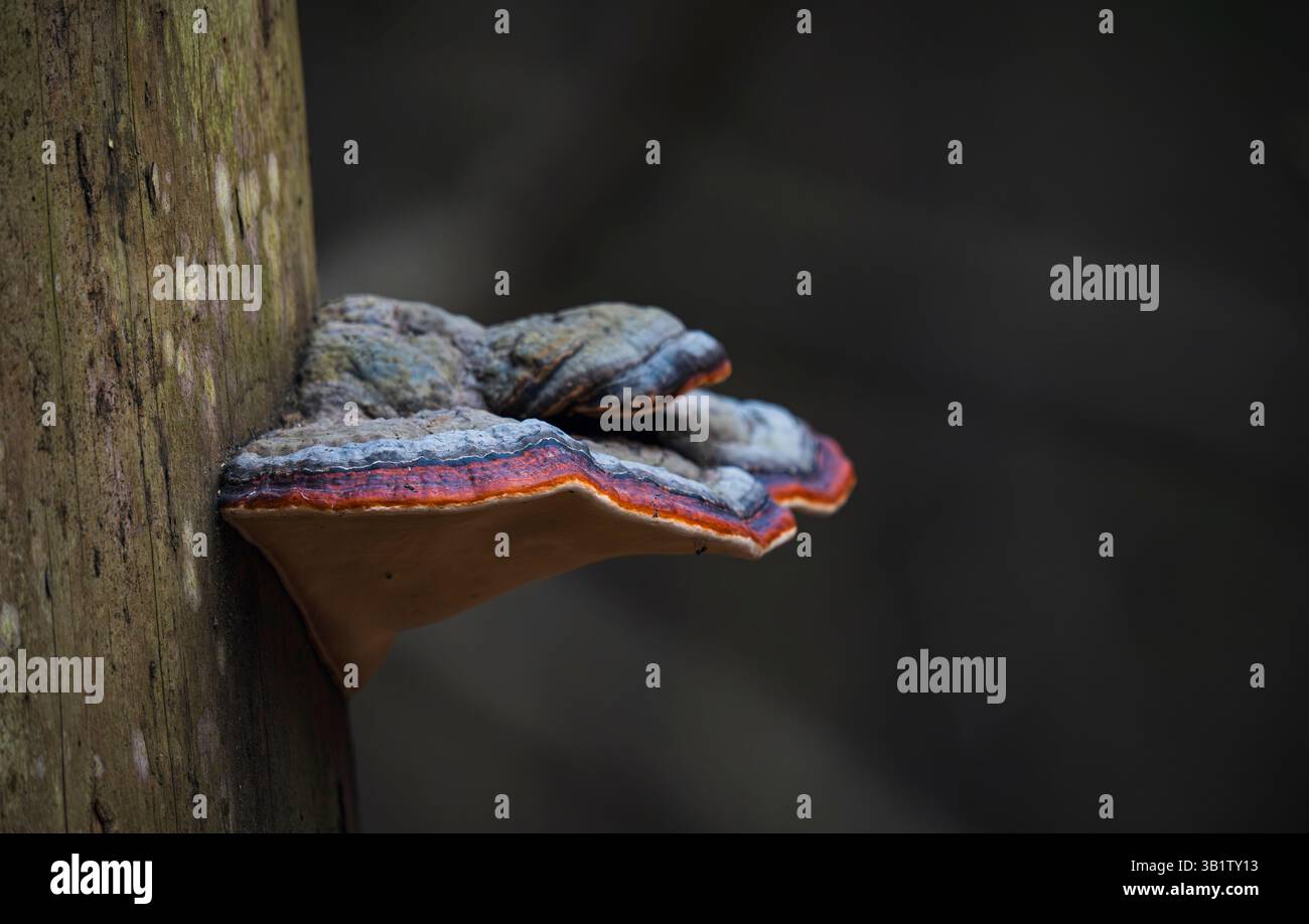 Il vivace fungo bruccia con strati arancioni, rossi e grigi cresce su un tronco di alberi muschiati in una foresta scura, catturati in dettaglio macro. Foto Stock