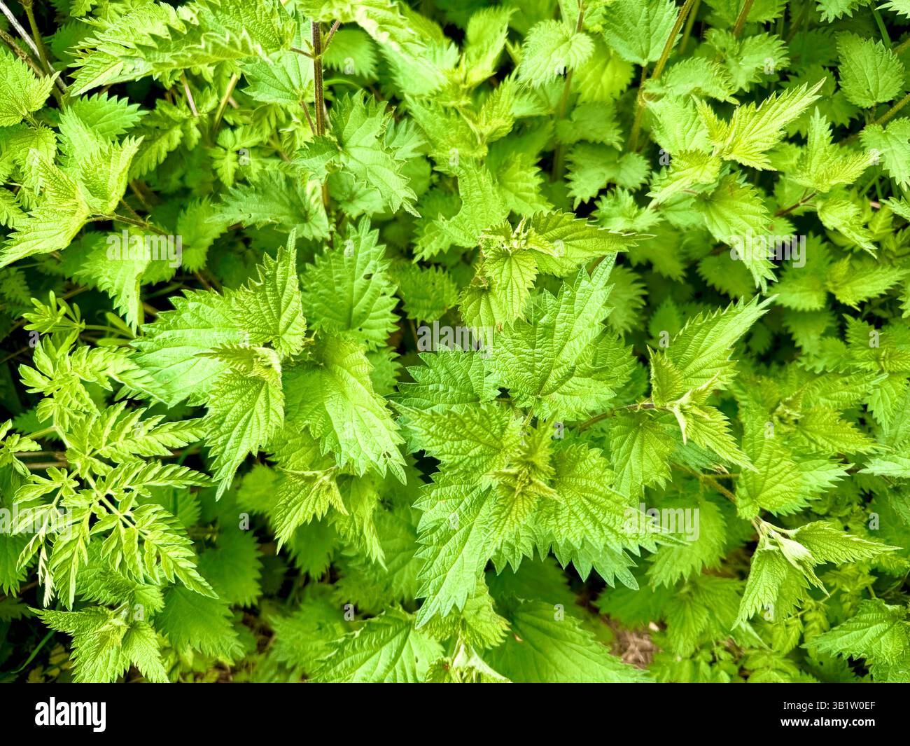 Nettles nella campagna inglese. Foto Stock