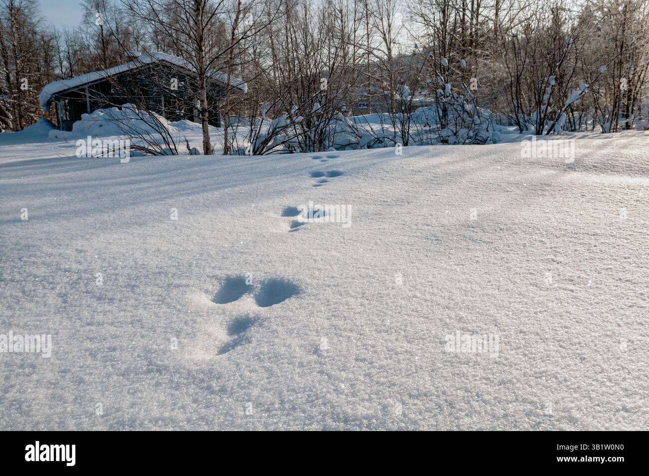 Piste di animali nella neve vicino a Rovaniemi, Lapponia, Finlandia Foto Stock