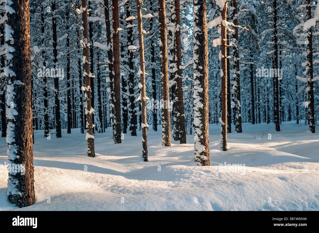 Tronchi d'albero e neve pesante in Lapponia, Rovaniemi, Finlandia Foto Stock