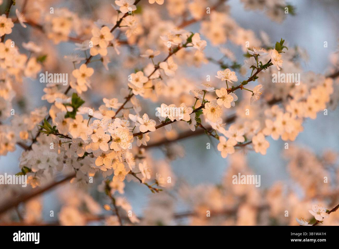 sakura ciliegio orientale in fiore con fiori rosa da vicino Foto Stock