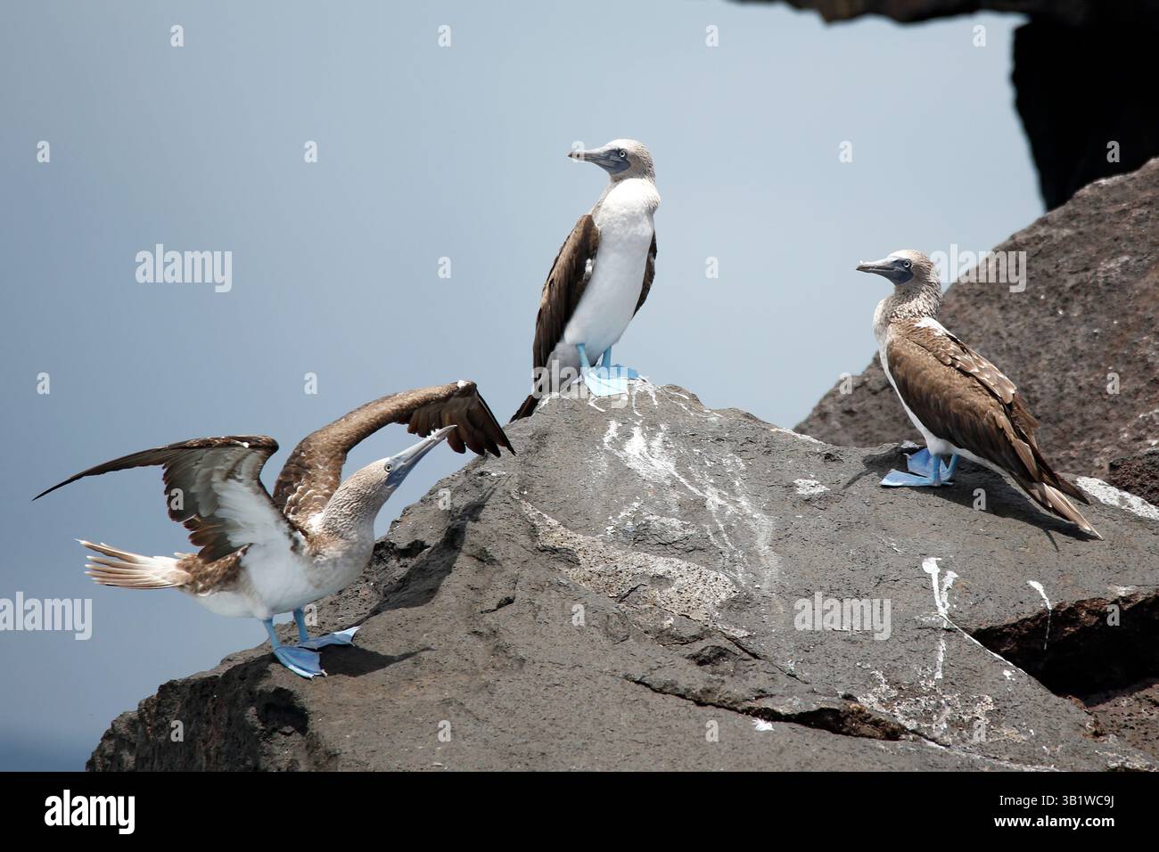 Tre boobies dai piedi blu (Sula nebouxii excisa) su una roccia. Cabo Rosa, Isola Isabela, Galapagos Foto Stock