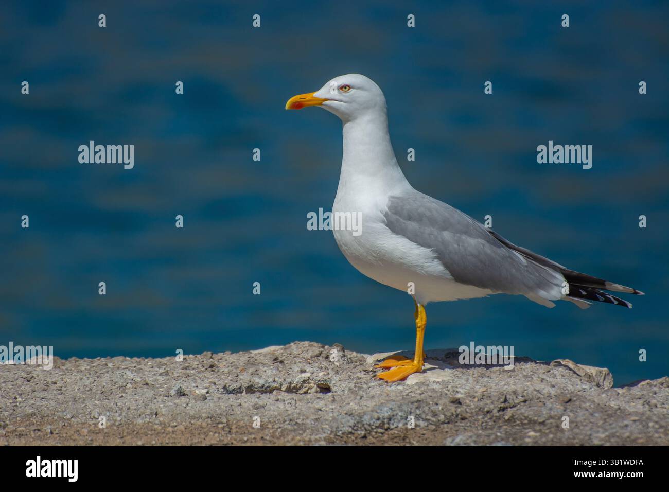 Gabbiano adulto con le gambe gialle (Larus michahellis) /gabbiano mediterraneo; e comunemente chiamato gabbiano) in piedi su una scogliera, sulla costa adriatica. Foto Stock