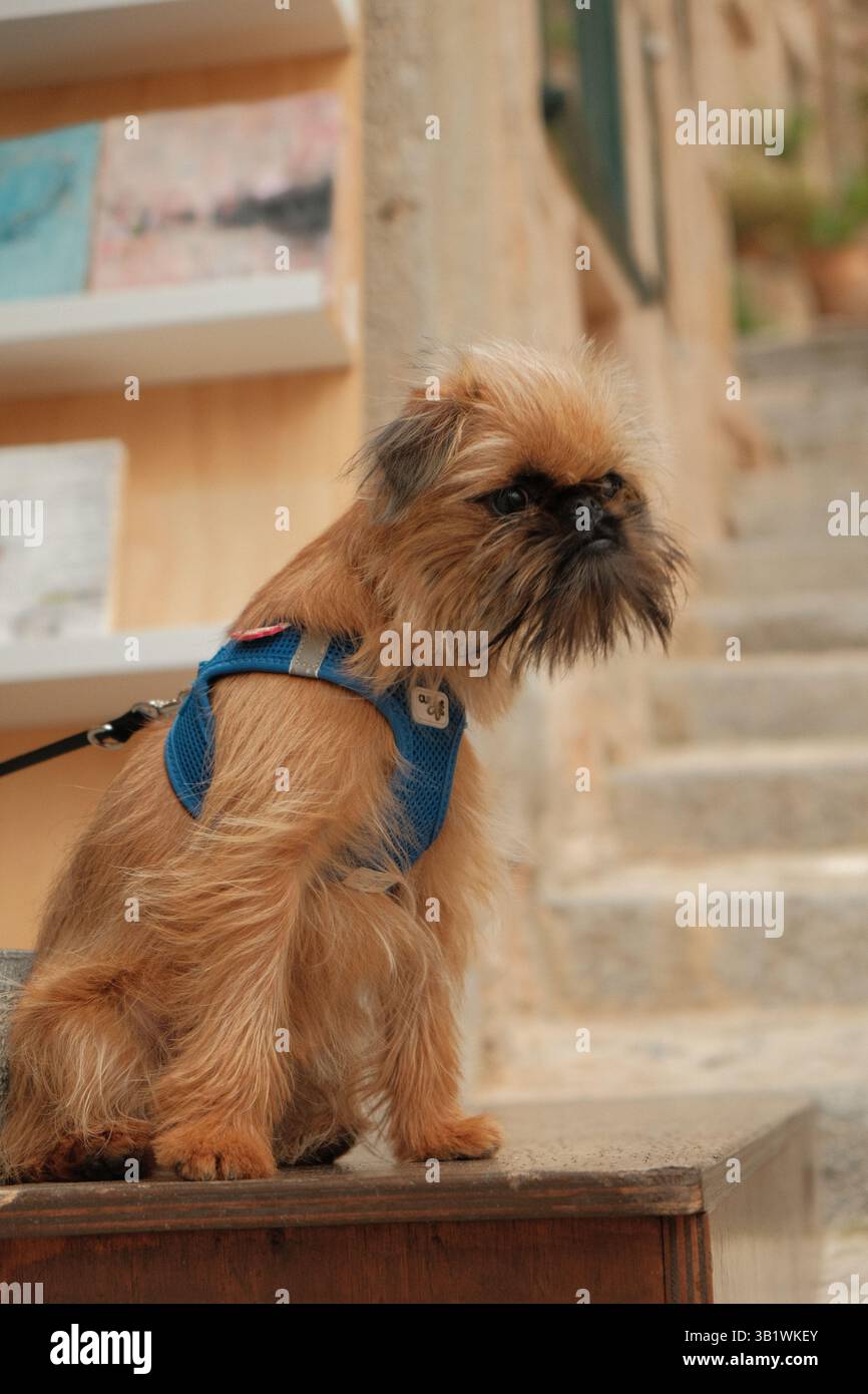 Vista del profilo di un cane Griffon di Bruxelles con imbracatura blu seduto con attenzione su gradini di pietra in un villaggio mediterraneo. Foto Stock