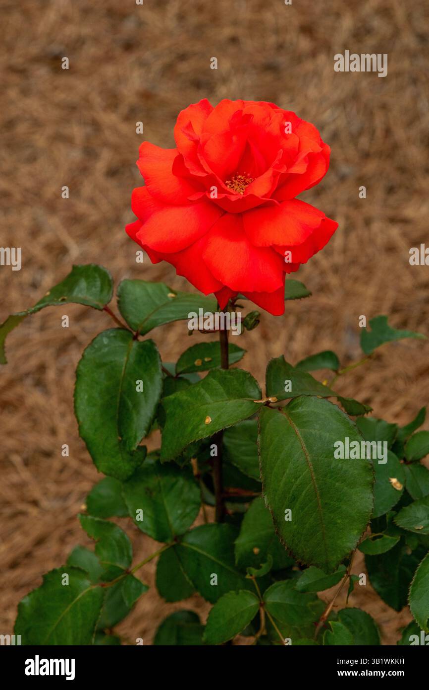 Rosa arancione aperta nella primavera del 2025 Foto Stock