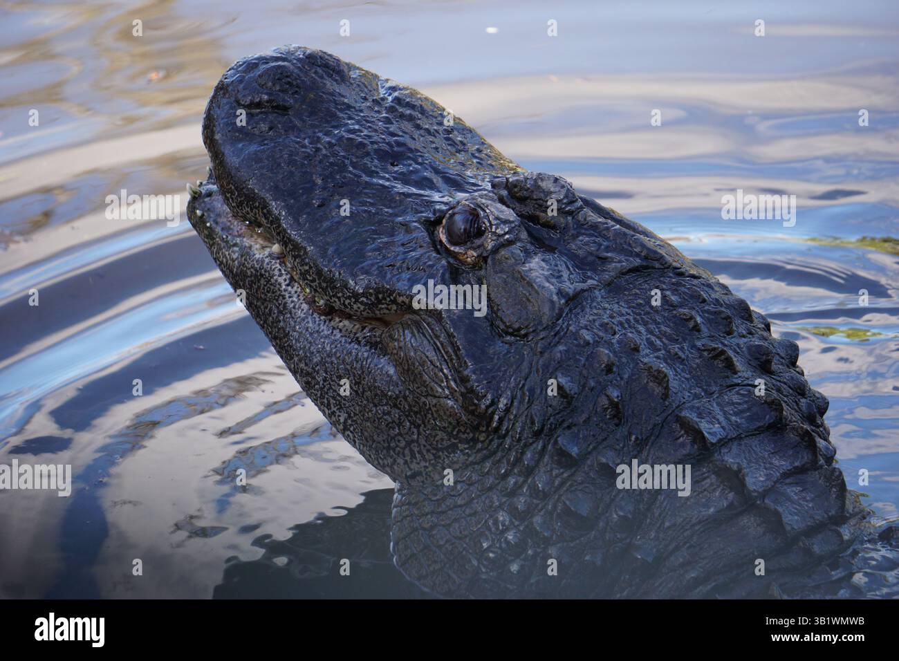 Un grande alligatore si nasconde nelle paludi delle Everglades in Florida, alzando la sua testa imponente con i suoi occhi neri scuri e i denti taglienti fuori dall'acqua. Foto Stock