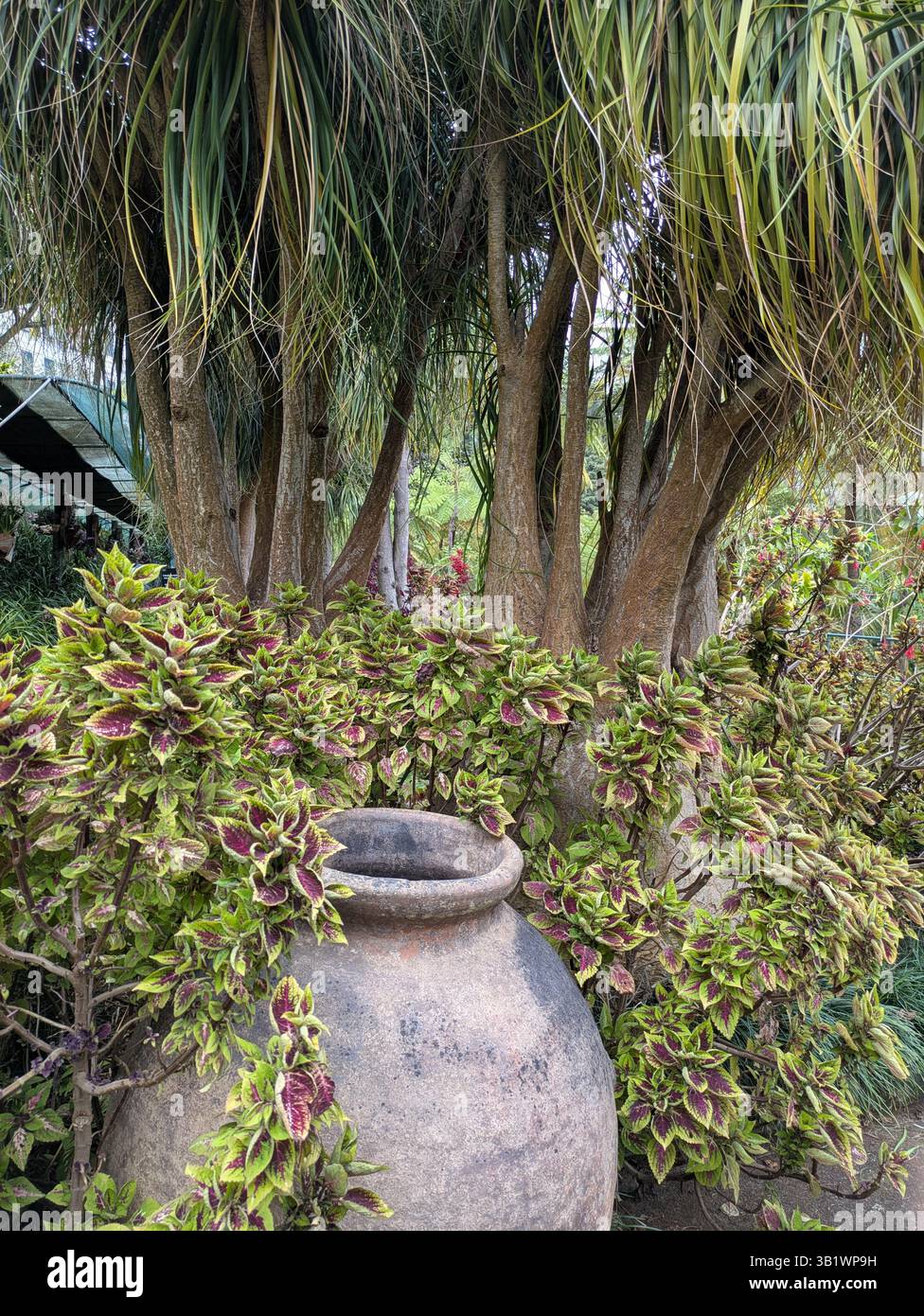 Grande urna e palma da coda di cavallo al Giardino Botanico Funchal Madeira Foto Stock