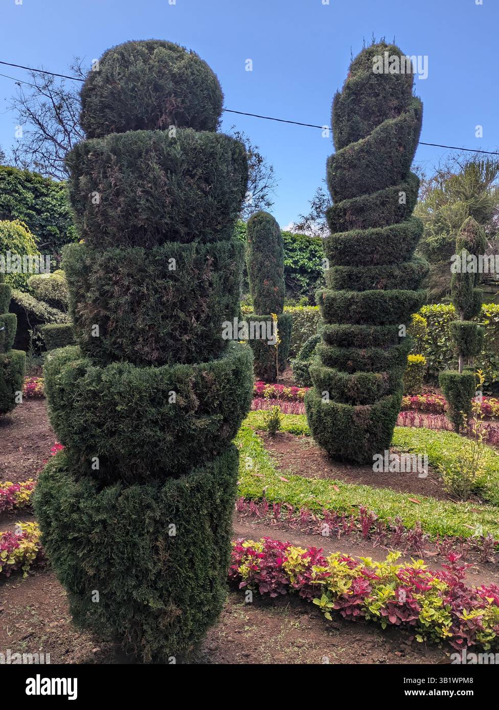 Cespugli scolpiti al Giardino Botanico Funchal Madeira Foto Stock