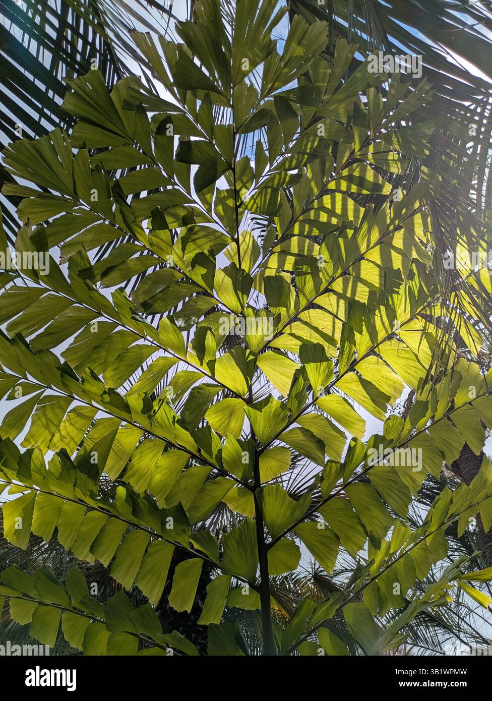 Palma di coda di pesce al giardino botanico Funchal Madeira Foto Stock