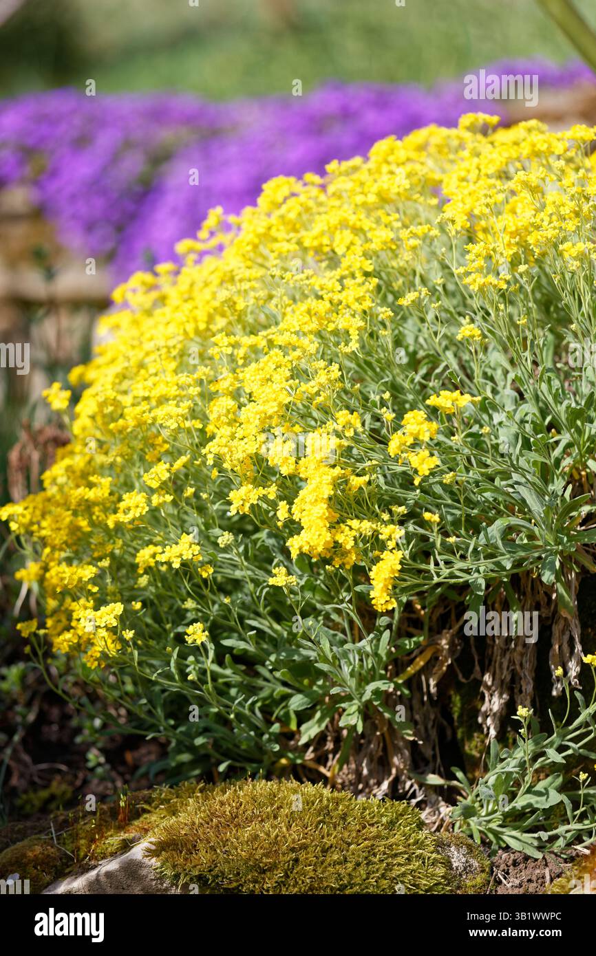 Aurinia saxatilis in fiore / cesto d'oro / tuft dorato / alyssum dorato di fronte all'Aubrietia audrey sfumature blu in un giardino a Steinsel, Lussemburgo Foto Stock