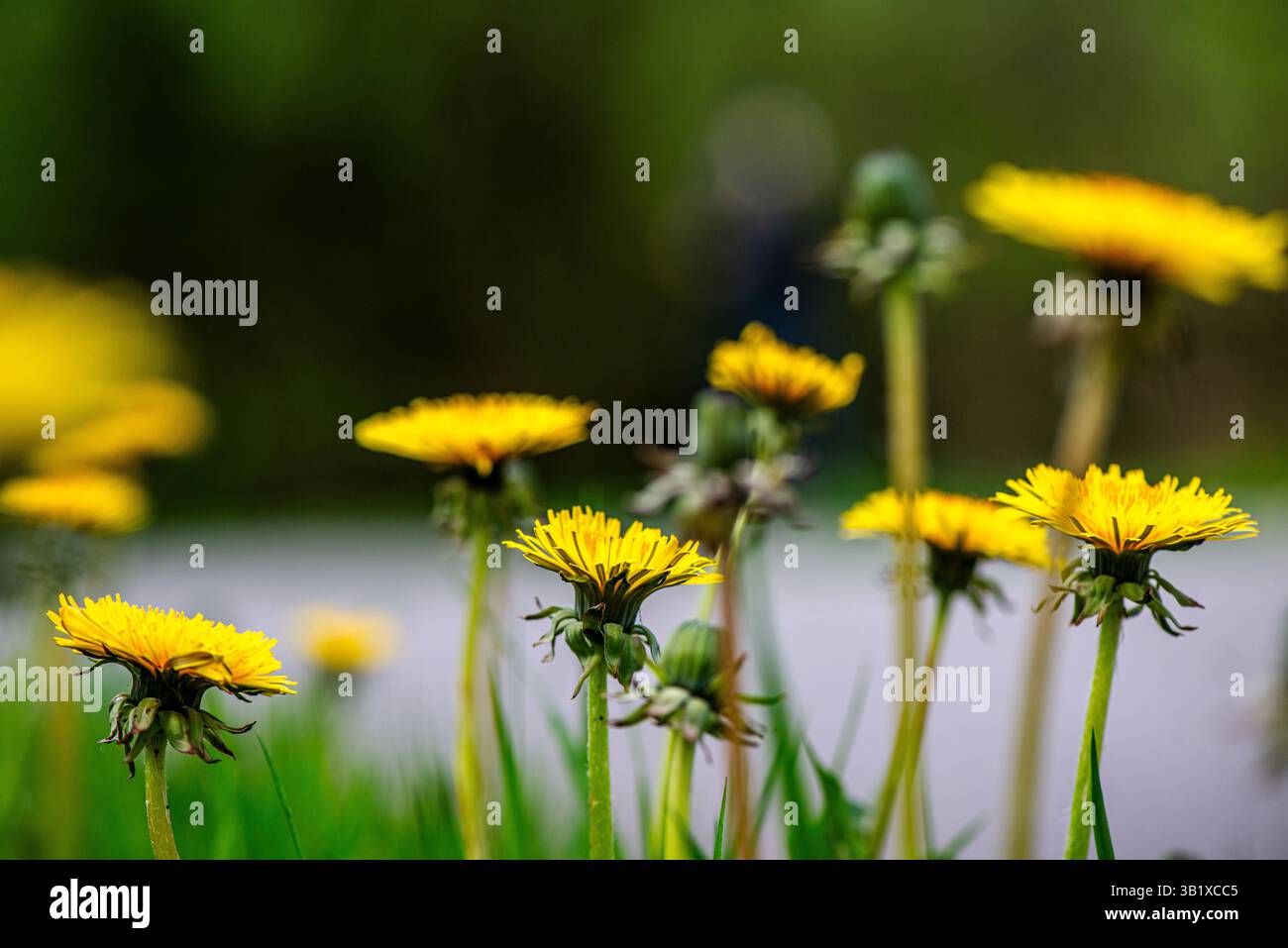 Vista ravvicinata dei delicati fiori di tarassio che mettono in risalto le strutture più pregiate. Foto Stock