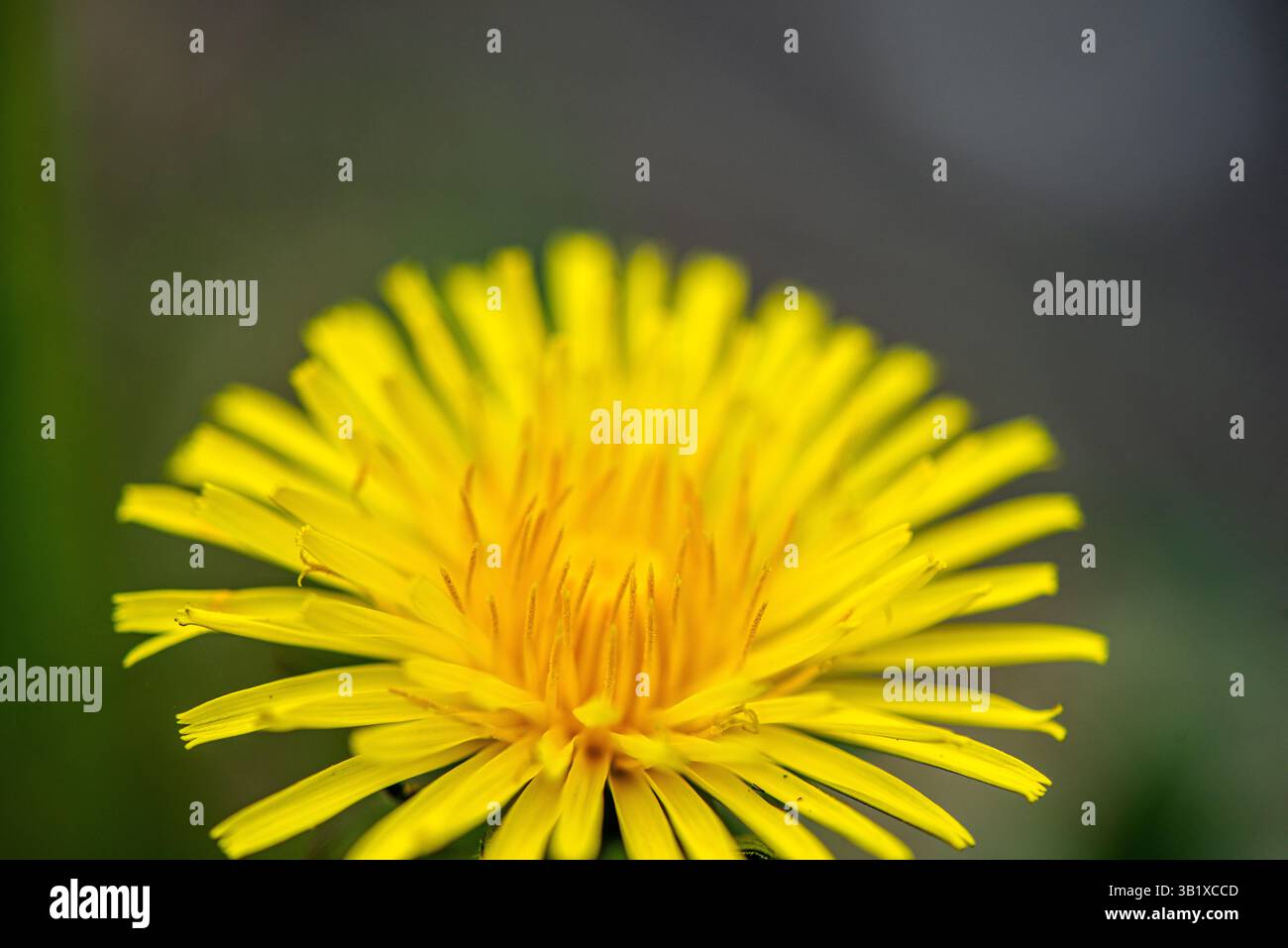 Vista ravvicinata dei delicati fiori di tarassio che mettono in risalto le strutture più pregiate. Foto Stock
