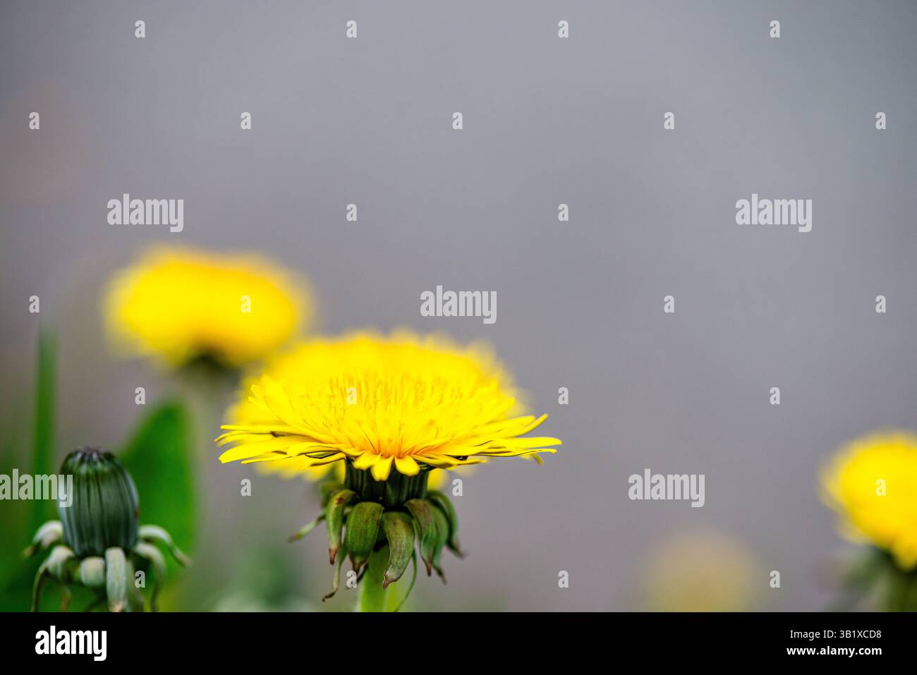 Vista ravvicinata dei delicati fiori di tarassio che mettono in risalto le strutture più pregiate. Foto Stock