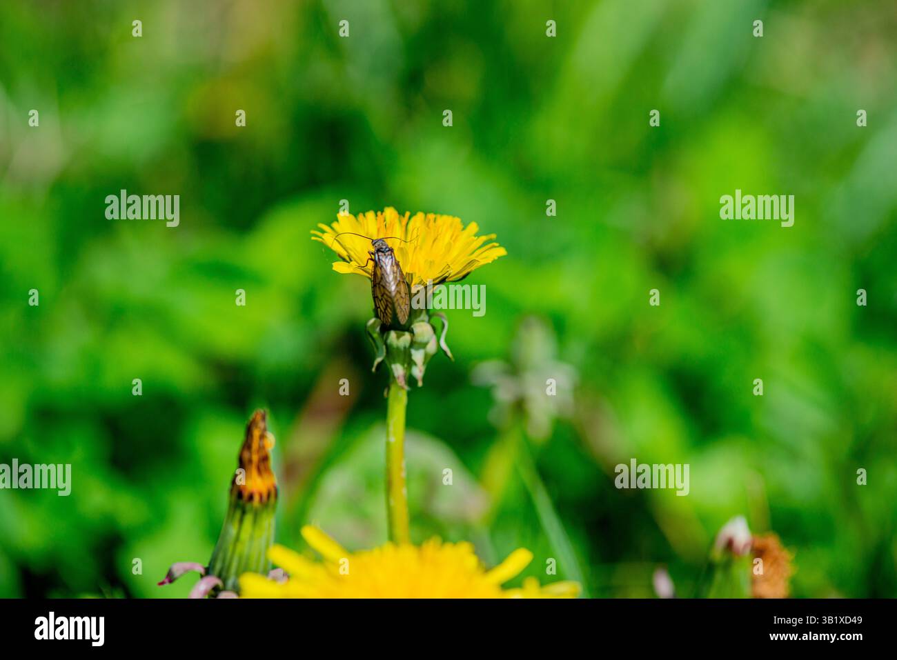 Vista ravvicinata dei delicati fiori di tarassio che mettono in risalto le strutture più pregiate. Foto Stock