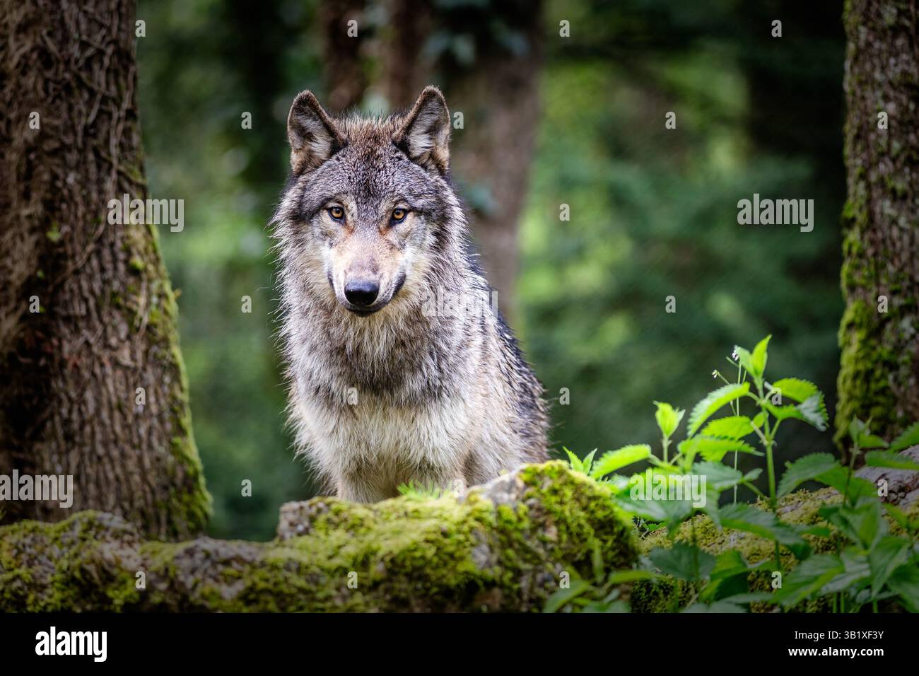 Primo piano del lupo grigio europeo che si trova nella foresta Foto Stock