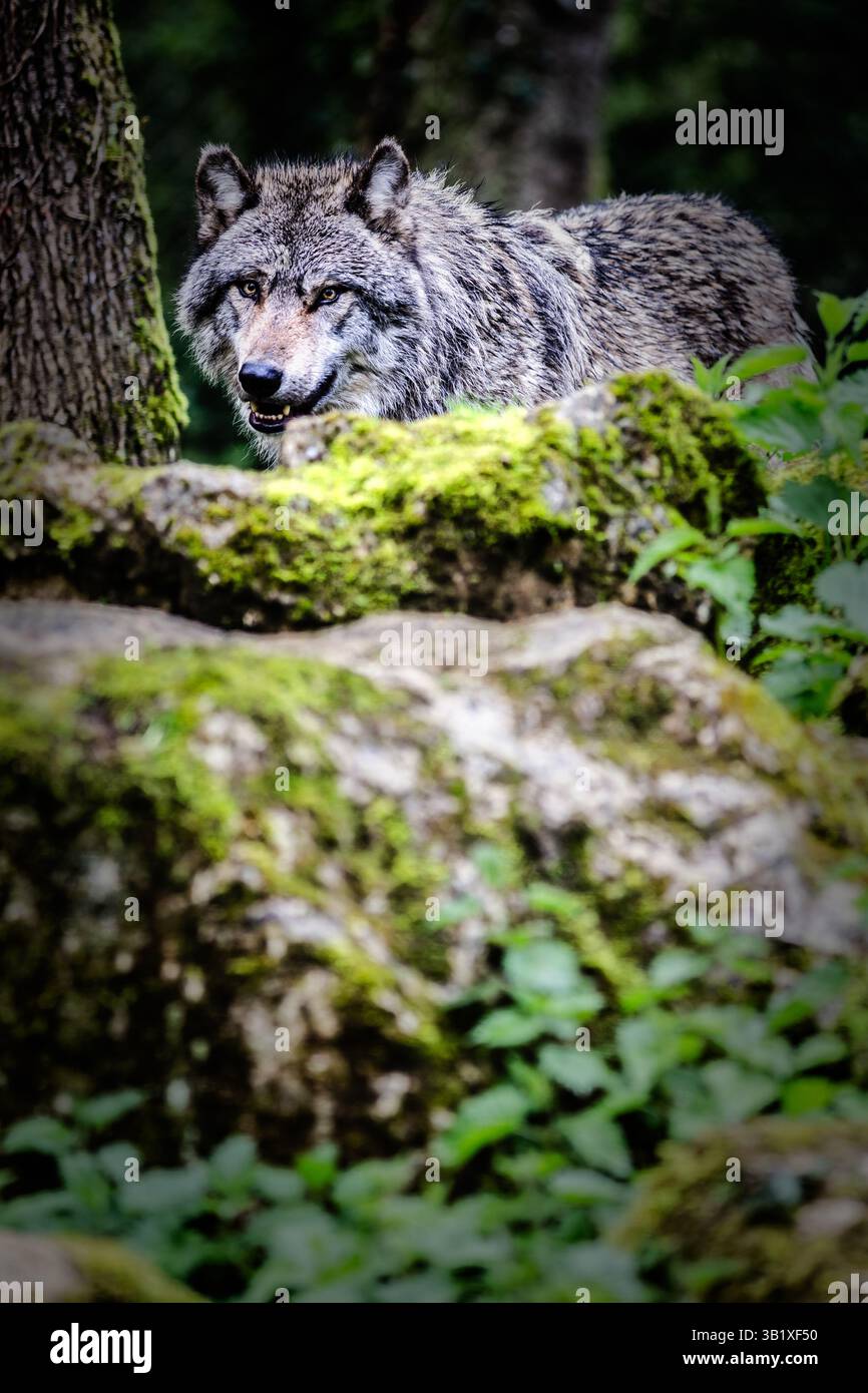 Vista verticale del lupo grigio europeo che appare nella foresta Foto Stock