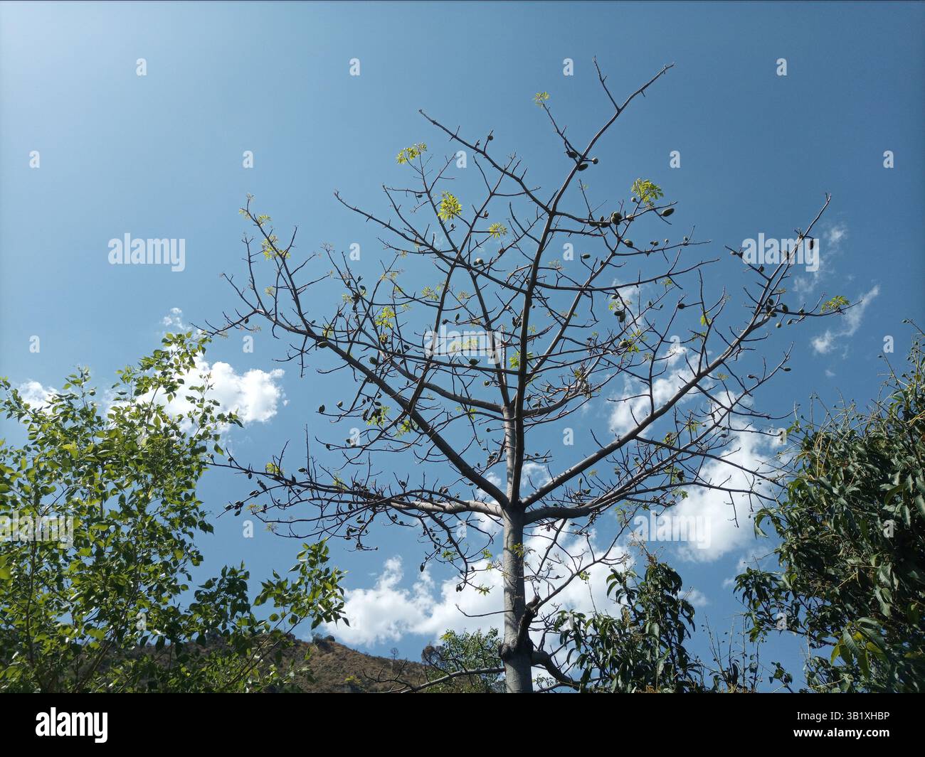 Bellezza della natura Foto Stock