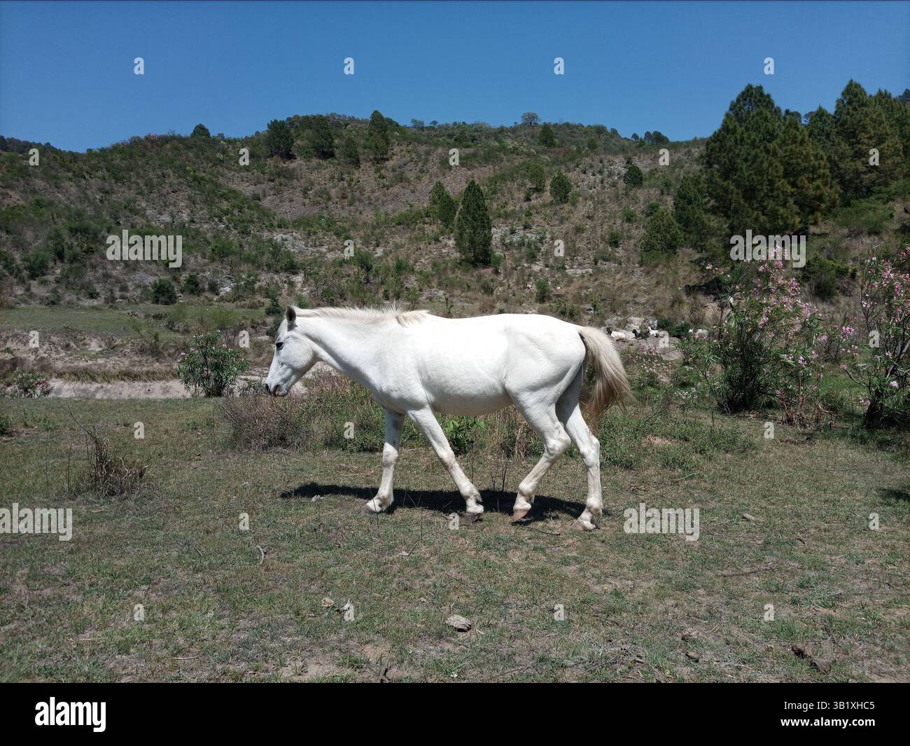 Bellezza della natura Foto Stock