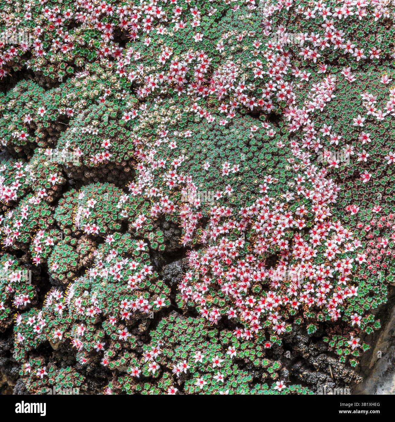fiori di kelseya che fioriscono su una scogliera calcarea nel canyon di trout creek vicino a york, montana Foto Stock