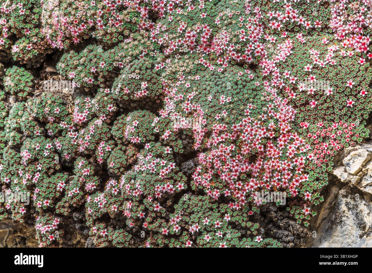 fiori di kelseya che fioriscono su una scogliera calcarea nel canyon di trout creek vicino a york, montana Foto Stock