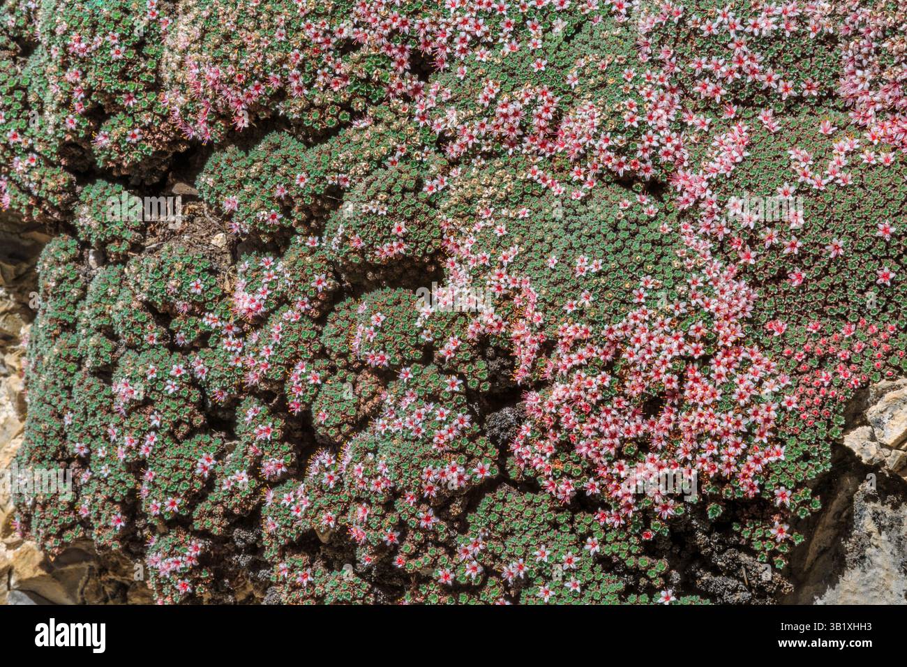 fiori di kelseya che fioriscono su una scogliera calcarea nel canyon di trout creek vicino a york, montana Foto Stock