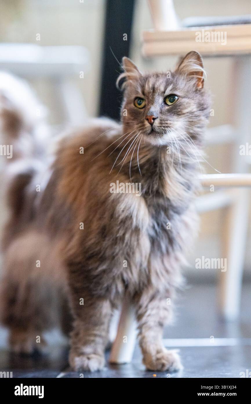 Vecchio gatto della foresta norvegese grigio e peloso Foto Stock