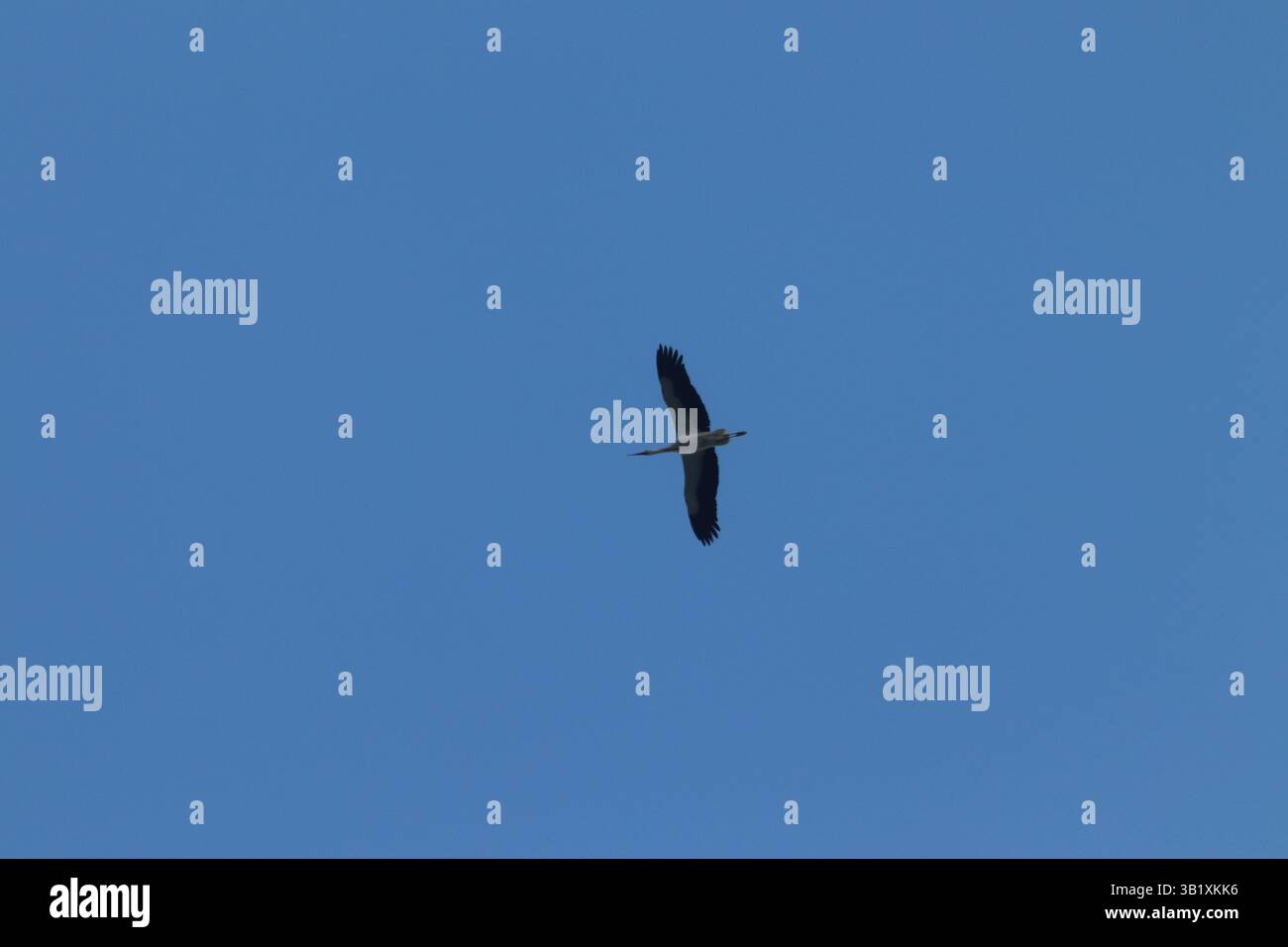 Una cicogna che vola nel cielo in Polonia con ali spalmate Foto Stock