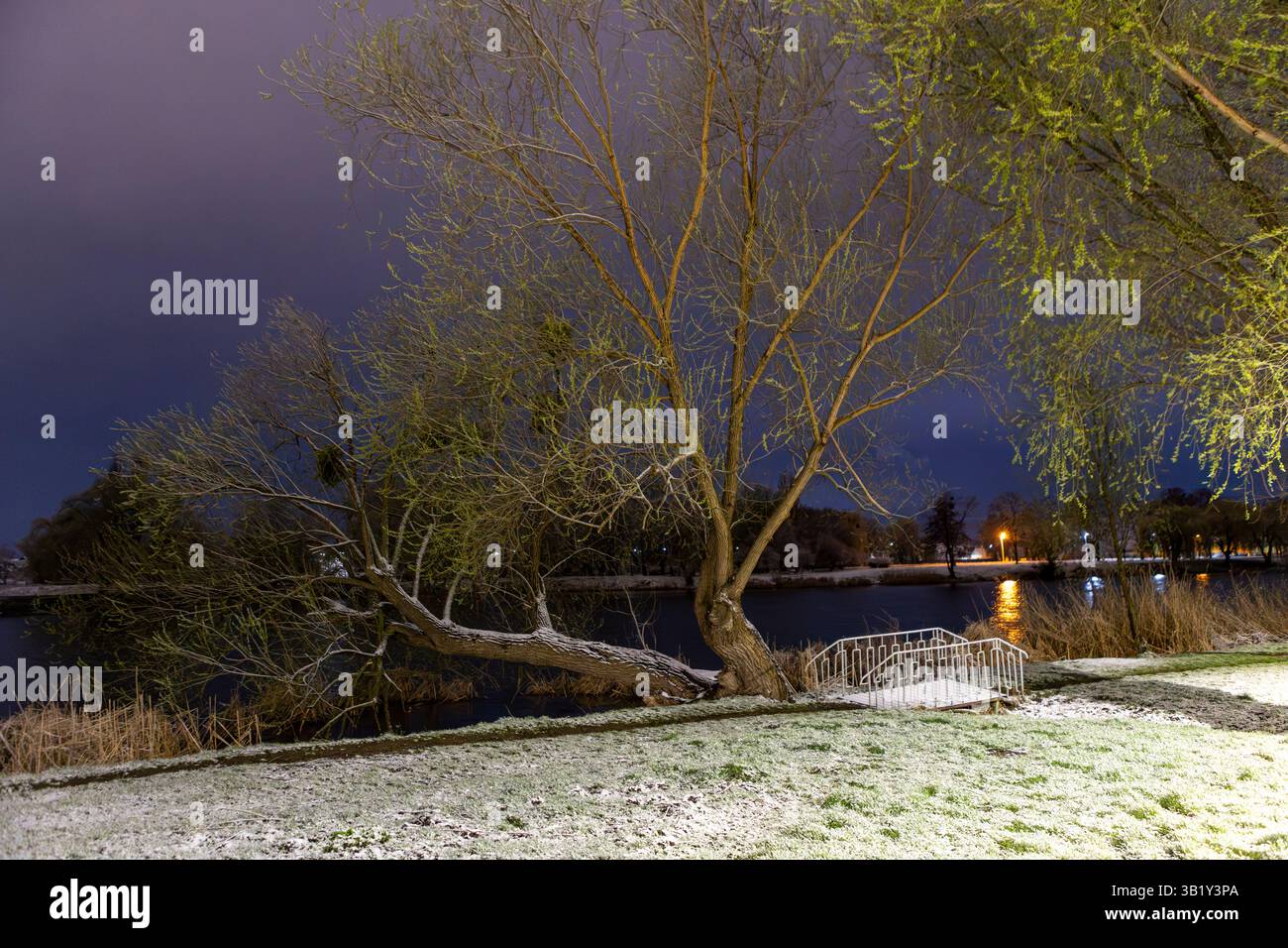 Verdi salici si stagliano graziosamente sulla riva del fiume in un parco notturno innevato, i loro rami sono spolverati di neve e si riflettono dolcemente nella calma e buia wa Foto Stock