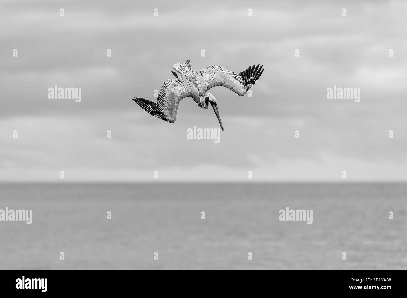 Un pellicano sta subendo ad alta velocità con Wings Full Spread Black and White Foto Stock
