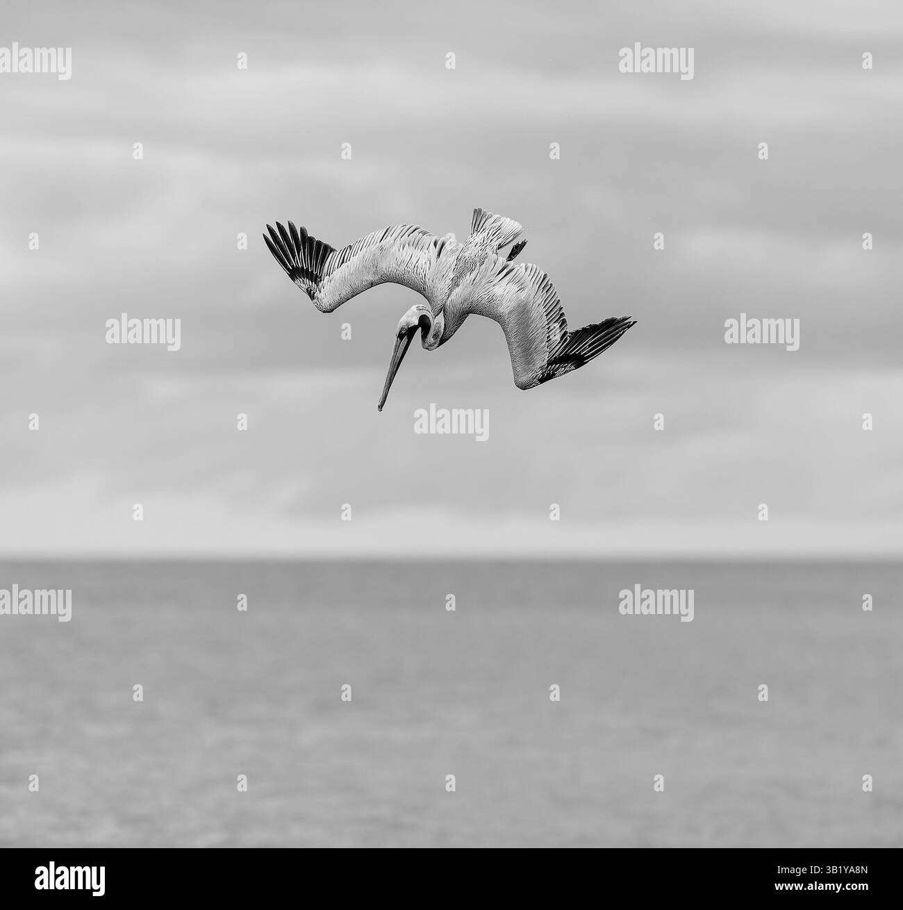 Un Pelican si sta tuffando ad alta velocità con ali a diffusione completa in bianco e nero verticali Foto Stock