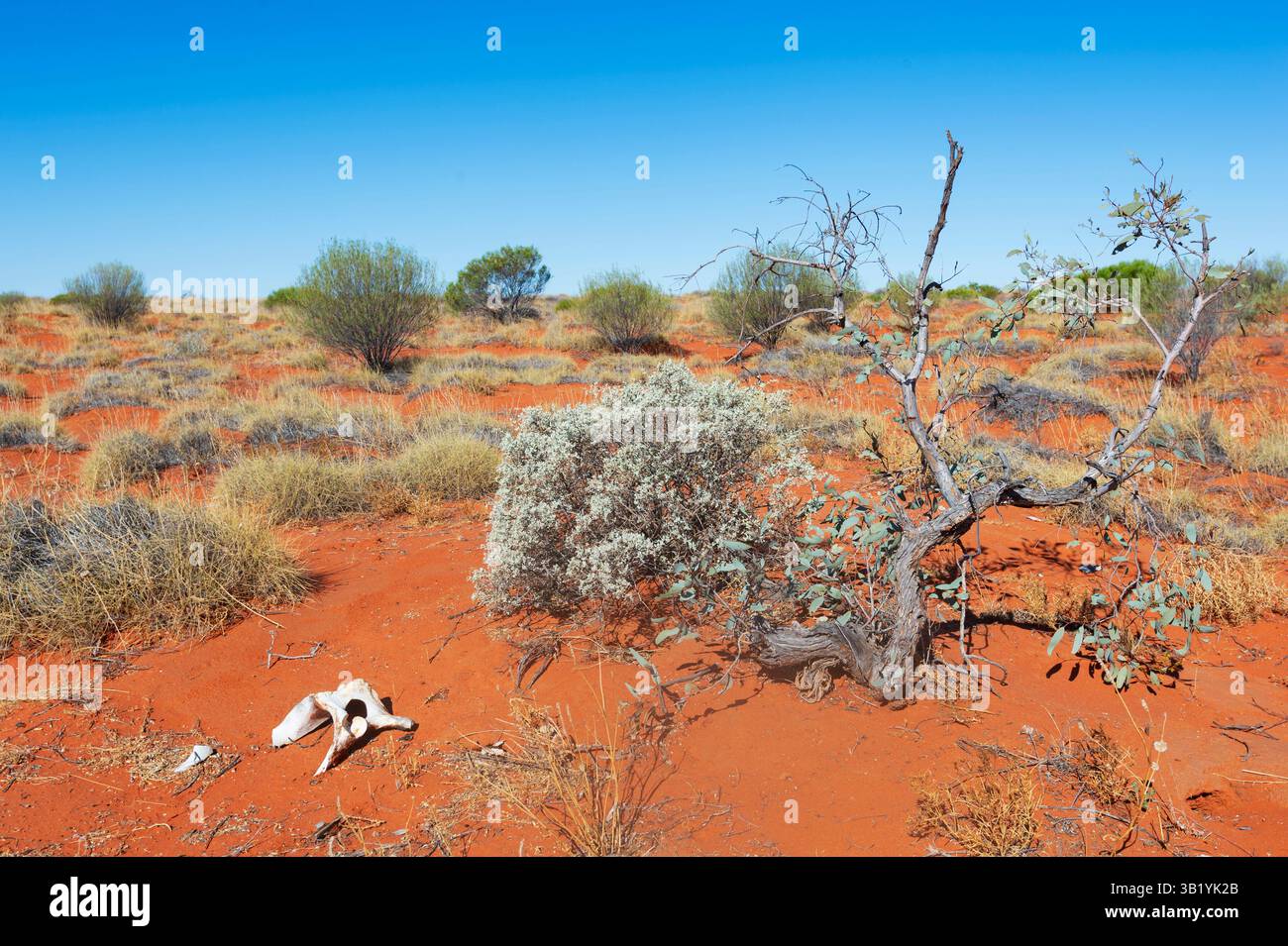 Ossa di animali nel deserto Simpson lungo l'Hay River Track, Northern Territory, NT, Australia Foto Stock