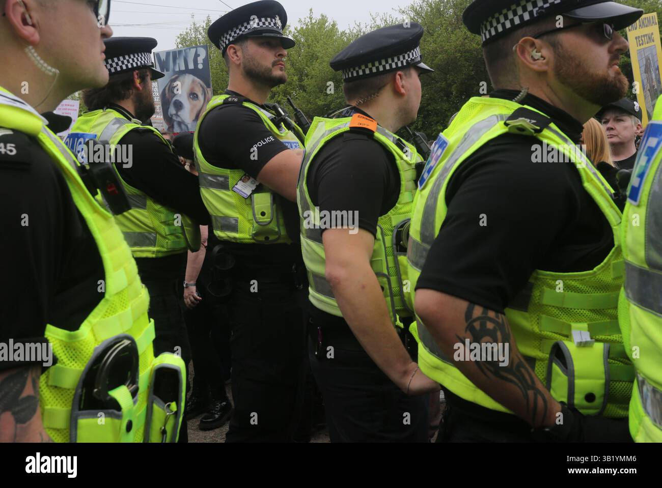 Huntingdon, Regno Unito. 26 aprile 2025. Huntingdon, Inghilterra, Regno Unito. 26 aprile 2025. Un attivista tiene un cartello con scritto "˜perché" contro la linea di polizia durante la manifestazione. I manifestanti si sono riuniti per protestare al di fuori di MBR Acres a Camp Beagle a Huntingdon in occasione della giornata mondiale per gli animali da laboratorio. Chiedono che i cuccioli di beagle siano liberati e che la fattoria dei cuccioli sia chiusa. UMA Press Wire) EDIT Credit: ZUMA Press, Inc./Alamy Live News Foto Stock