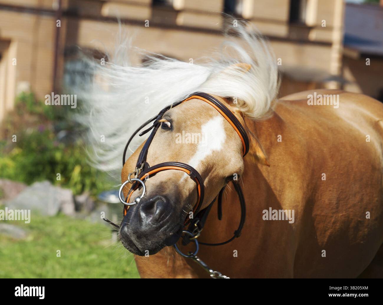 Divertente ritratto pony gallese Foto Stock