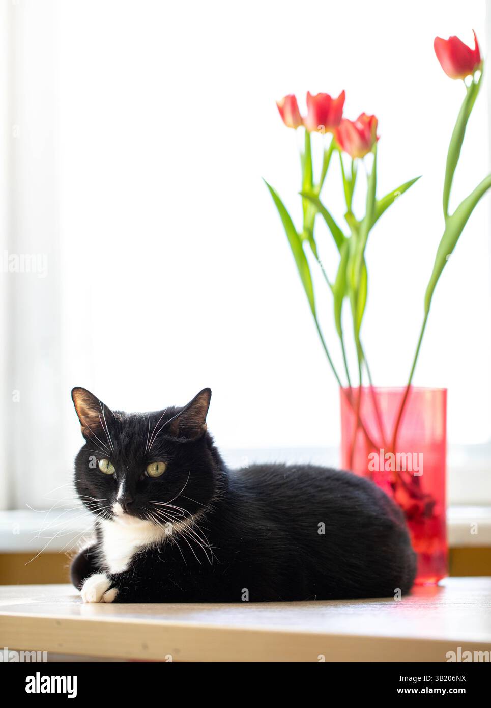 Gatto bianco e nero adagiato accanto al vaso rosso con tulipani su un tavolo illuminato dal sole e finestre prive di luce ambiente interno minimalista ma espressivo per illustrare le vacanze Foto Stock