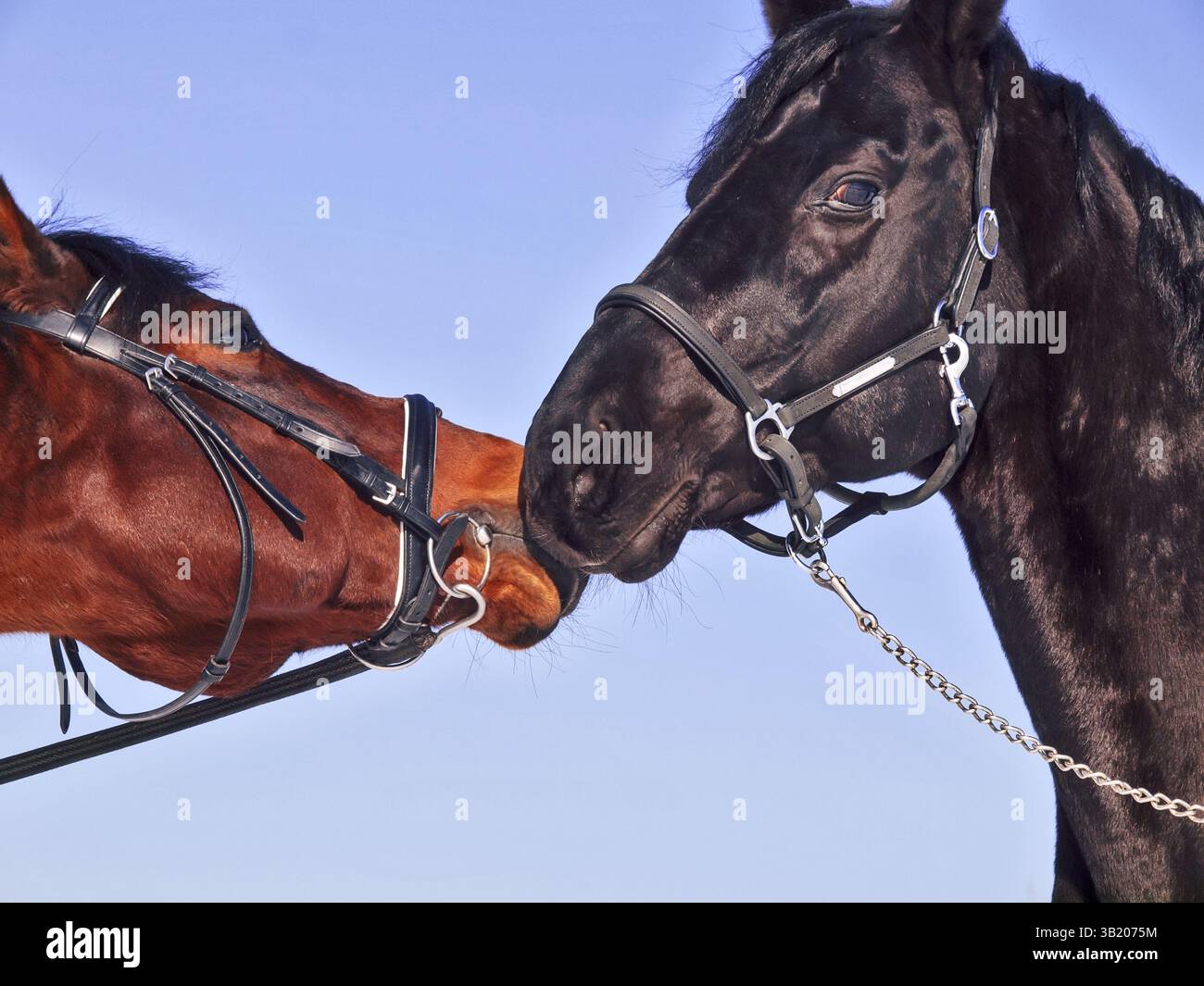 Un paio di cavalli su sfondo blu Foto Stock